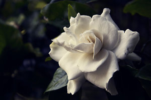Depression. Wilted White Flower